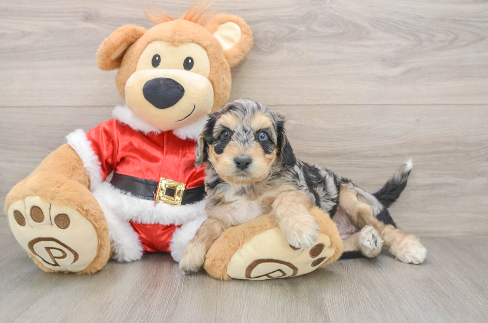 5 week old Cockapoo Puppy For Sale - Lone Star Pups