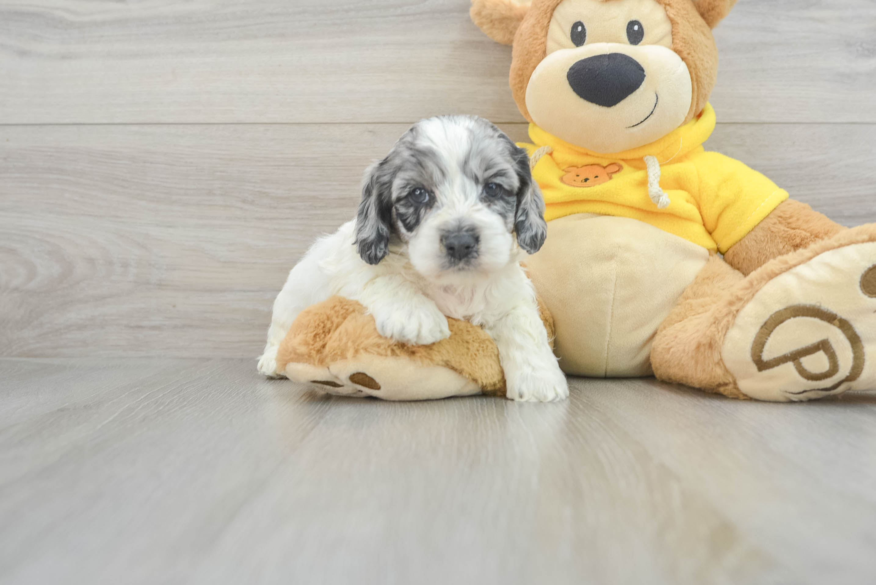 Popular Cockapoo Poodle Mix Pup