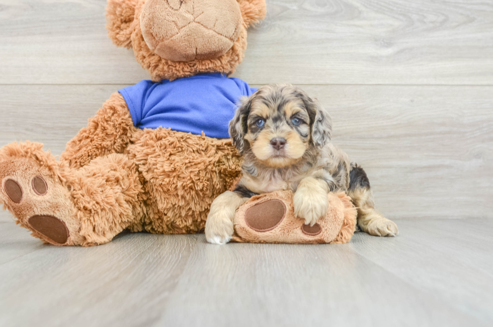 6 week old Cockapoo Puppy For Sale - Lone Star Pups