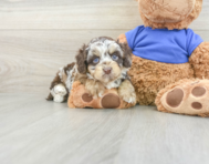 5 week old Cockapoo Puppy For Sale - Lone Star Pups