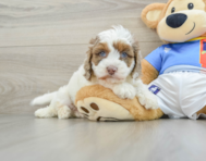 7 week old Cockapoo Puppy For Sale - Lone Star Pups