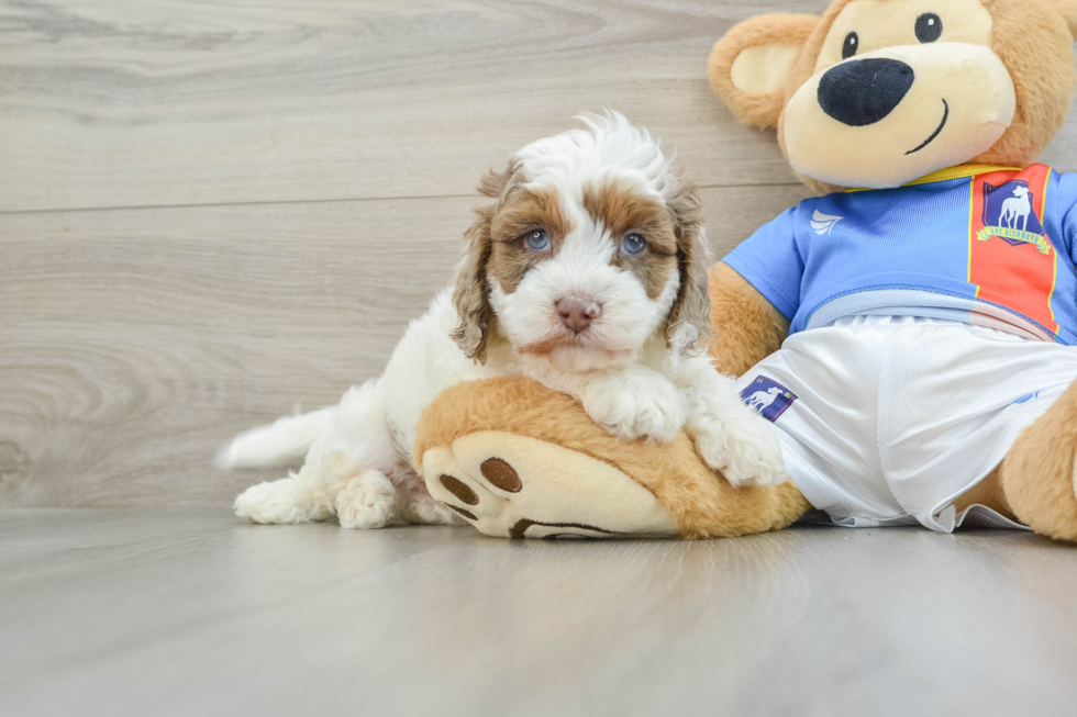 Cockapoo Pup Being Cute