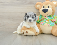 6 week old Cockapoo Puppy For Sale - Lone Star Pups