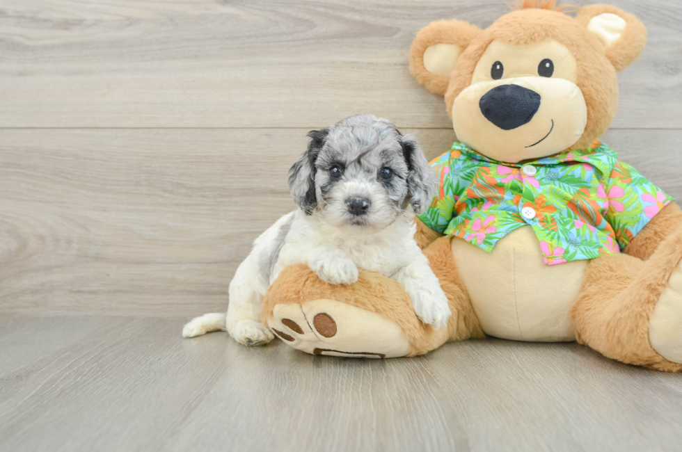 5 week old Cockapoo Puppy For Sale - Lone Star Pups