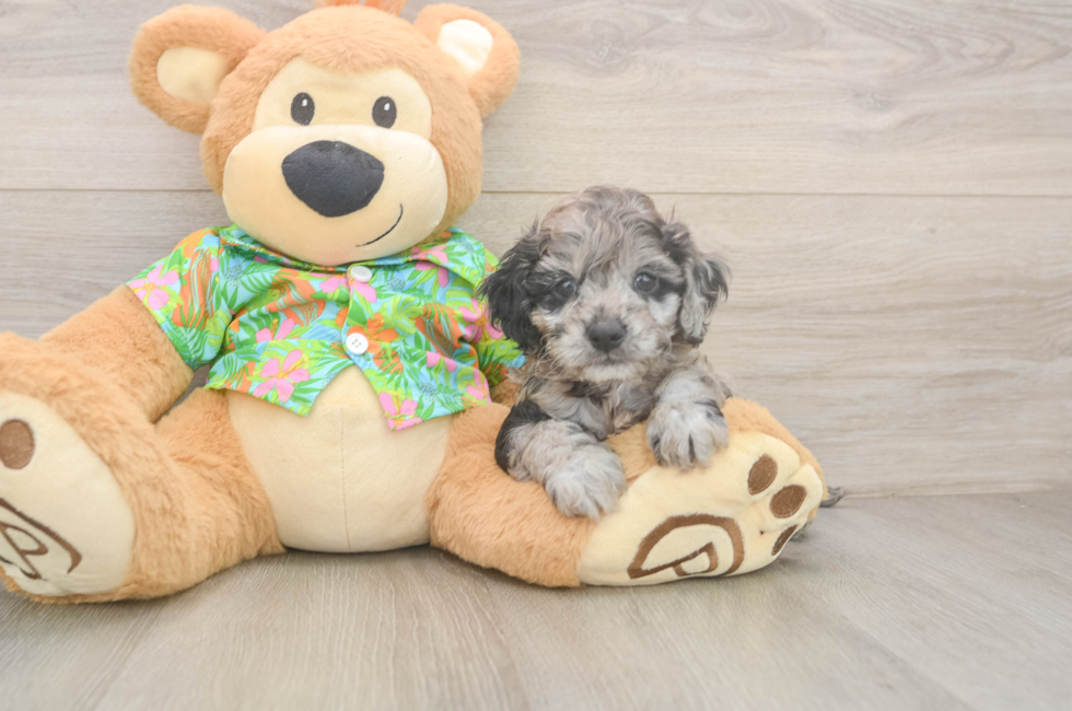 6 week old Cockapoo Puppy For Sale - Lone Star Pups