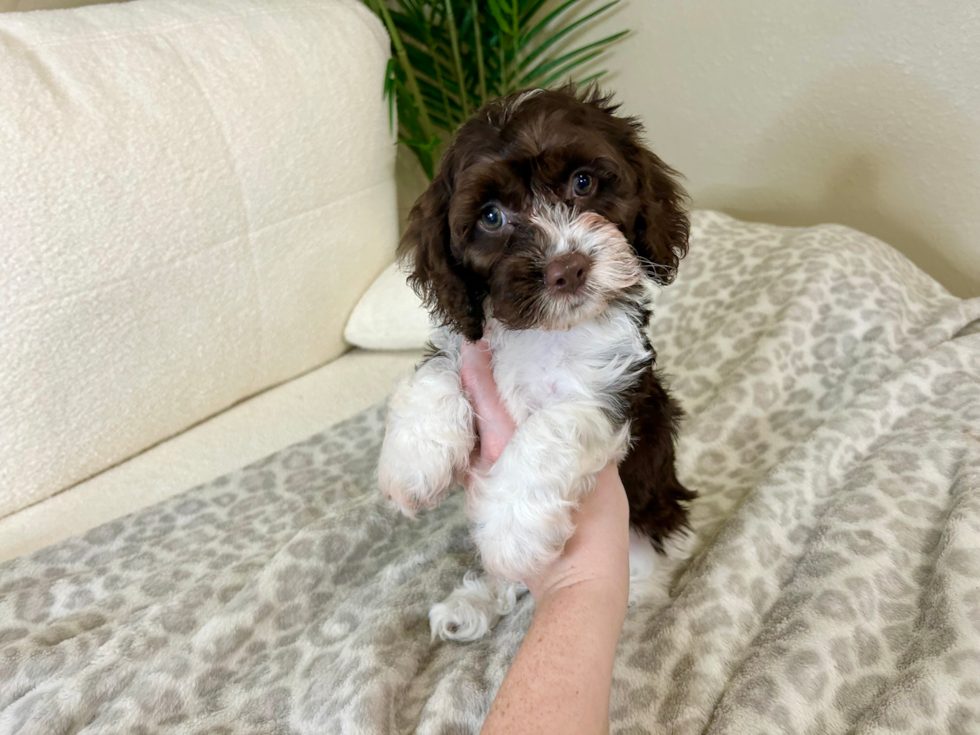 Cute Cockapoo Poodle Mix Pup