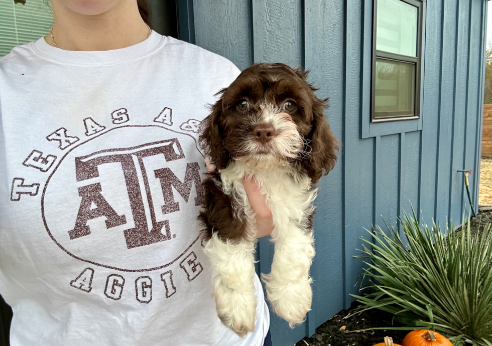 Cute Cockapoo Baby