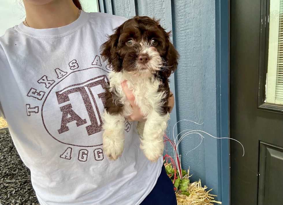 Cute Cockapoo Baby