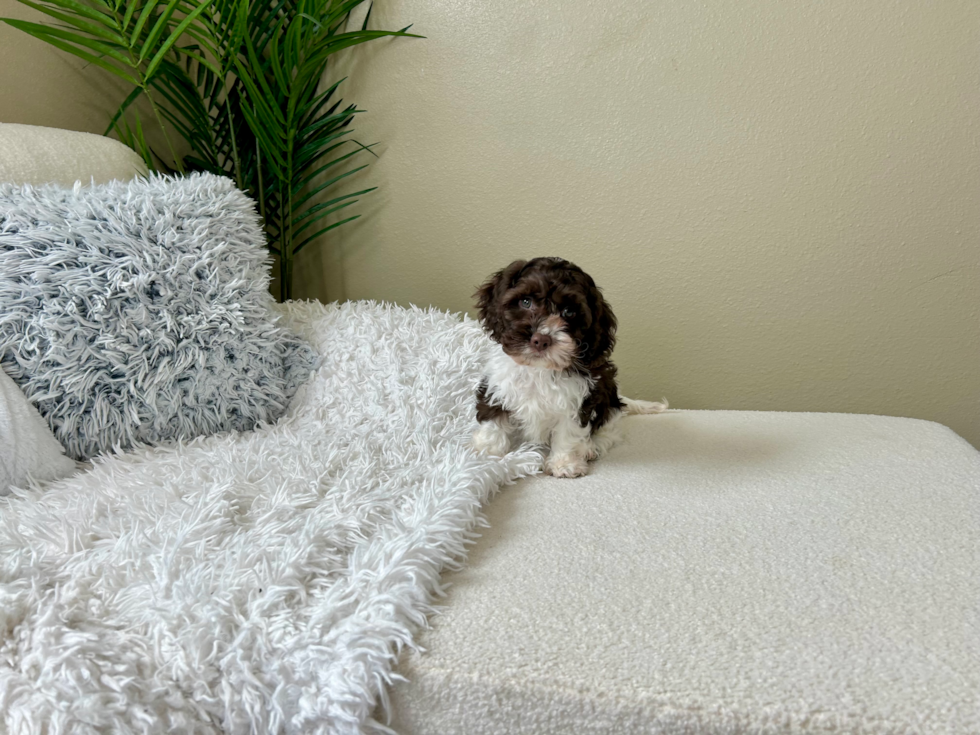 Cute Cockapoo Baby