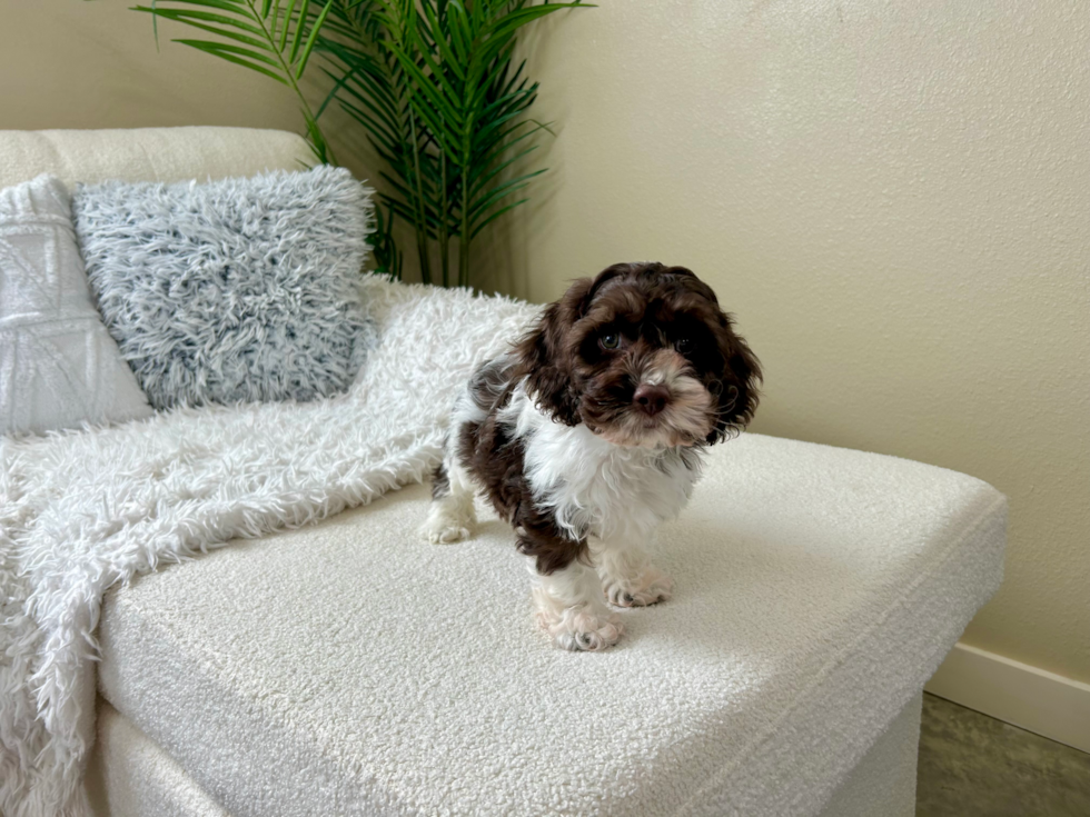 Cockapoo Puppy for Adoption