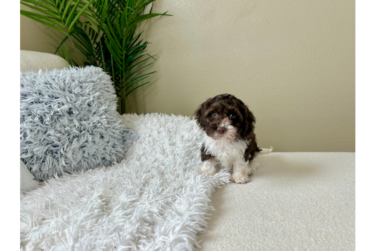 Cockapoo Pup Being Cute