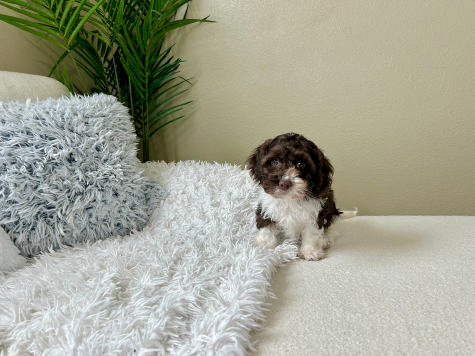Cockapoo Pup Being Cute