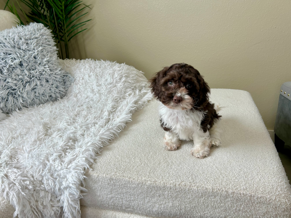 Cockapoo Pup Being Cute