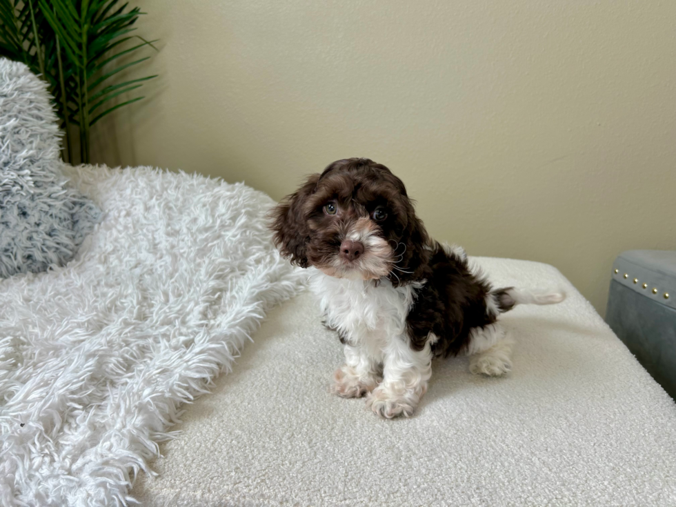 Cockapoo Pup Being Cute