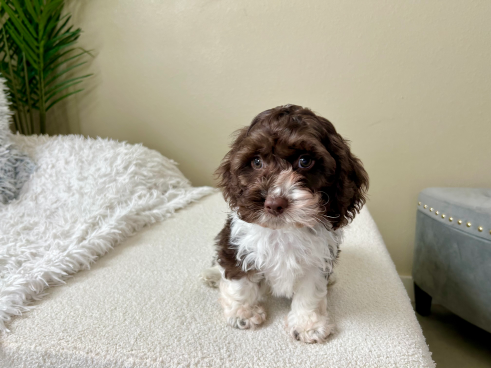 Cute Cockerpoo Poodle Mix Puppy