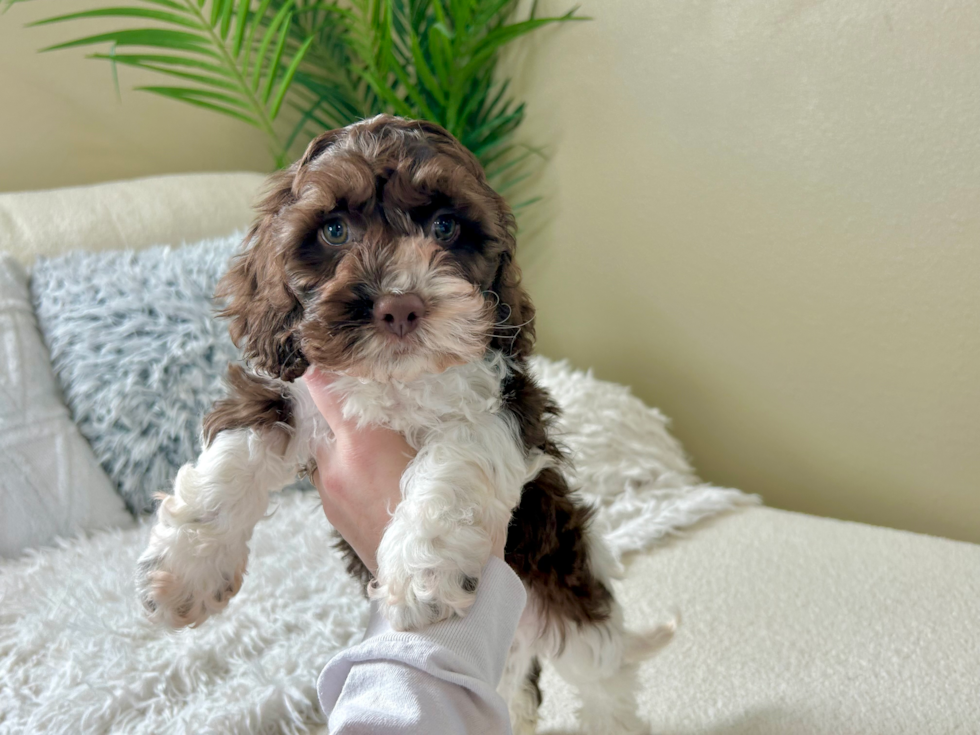 Cute Cockapoo Baby