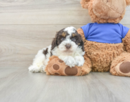 6 week old Cockapoo Puppy For Sale - Lone Star Pups