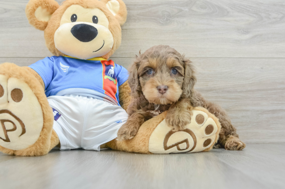 5 week old Cockapoo Puppy For Sale - Lone Star Pups