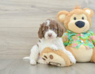 5 week old Cockapoo Puppy For Sale - Lone Star Pups