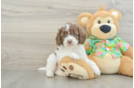 Best Cockapoo Baby