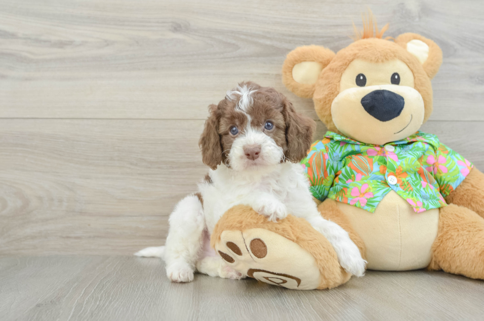 5 week old Cockapoo Puppy For Sale - Lone Star Pups