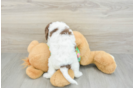 Happy Cockapoo Baby