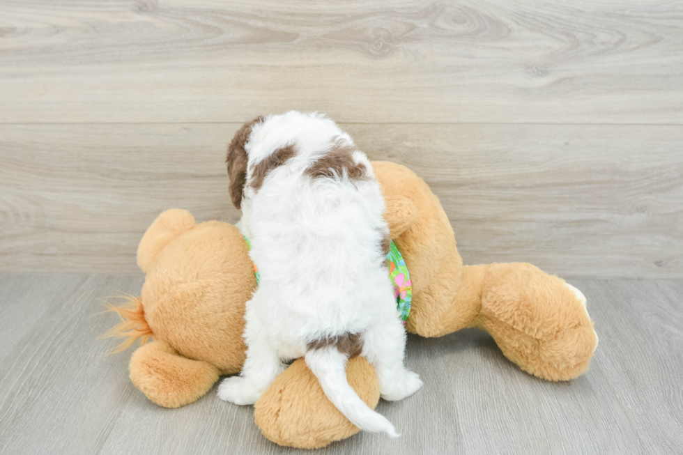 Happy Cockapoo Baby