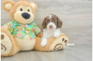 Best Cockapoo Baby