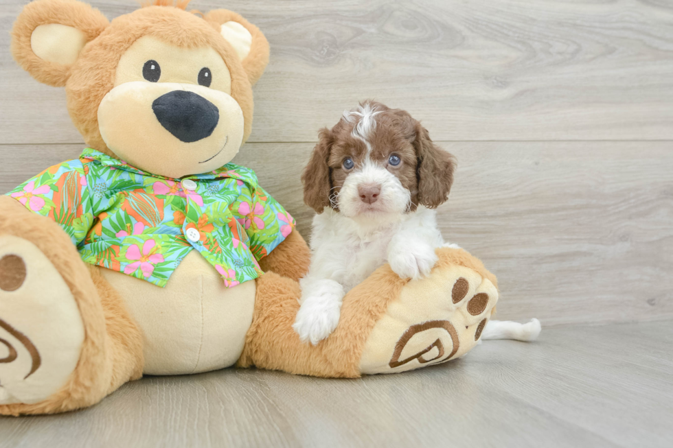 Best Cockapoo Baby