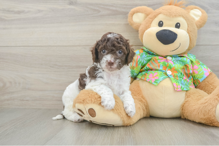 Playful Cocker Doodle Poodle Mix Puppy