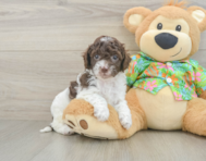6 week old Cockapoo Puppy For Sale - Lone Star Pups