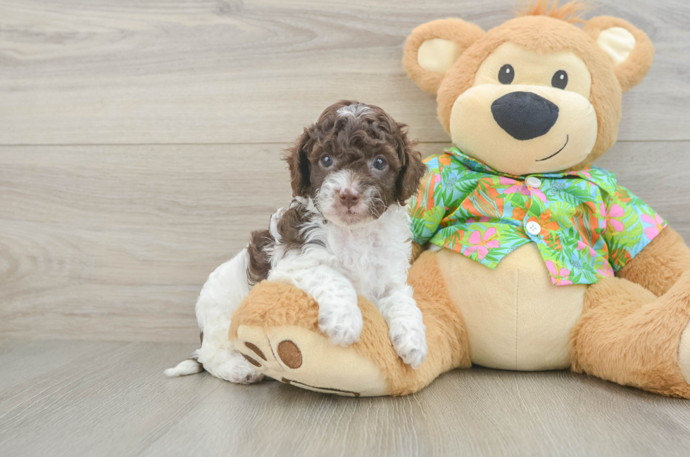 5 week old Cockapoo Puppy For Sale - Lone Star Pups