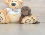 5 week old Cockapoo Puppy For Sale - Lone Star Pups