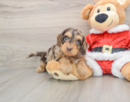 6 week old Cockapoo Puppy For Sale - Lone Star Pups