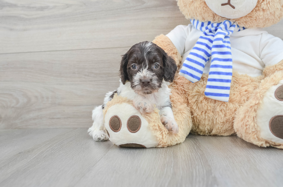 6 week old Cockapoo Puppy For Sale - Lone Star Pups
