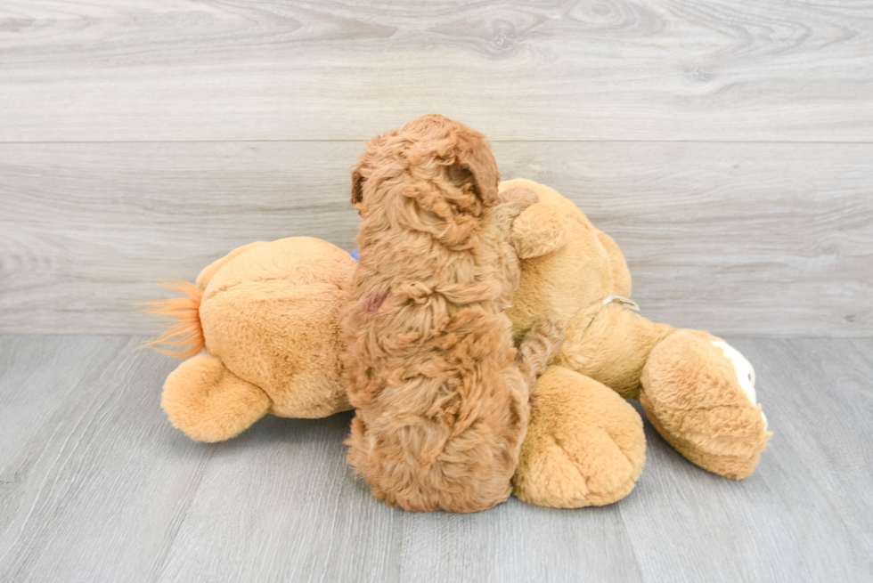Small Cockapoo Baby