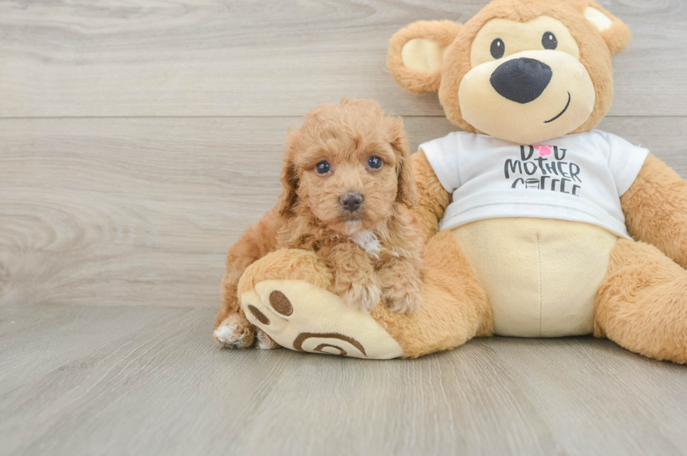 6 week old Cockapoo Puppy For Sale - Lone Star Pups