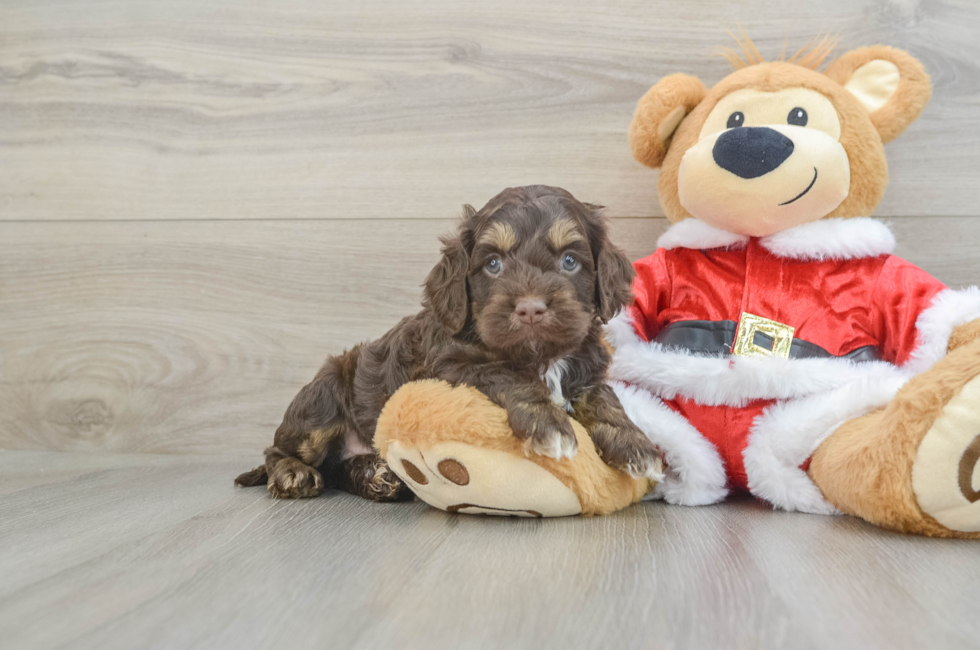 5 week old Cockapoo Puppy For Sale - Lone Star Pups