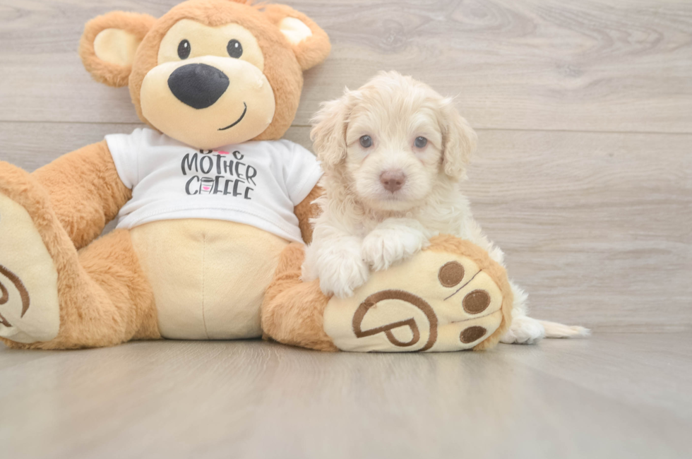 5 week old Cockapoo Puppy For Sale - Lone Star Pups