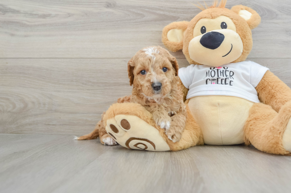 5 week old Cockapoo Puppy For Sale - Lone Star Pups