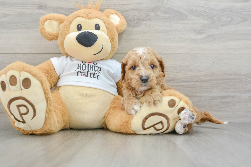 Petite Cockapoo Poodle Mix Pup