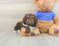 5 week old Cockapoo Puppy For Sale - Lone Star Pups