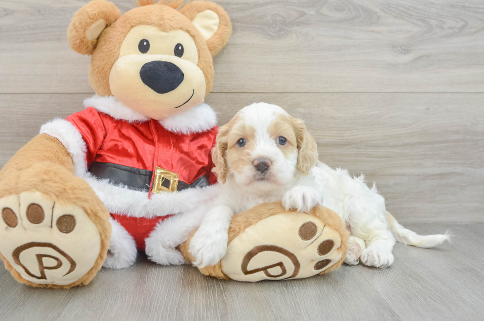 5 week old Cockapoo Puppy For Sale - Lone Star Pups