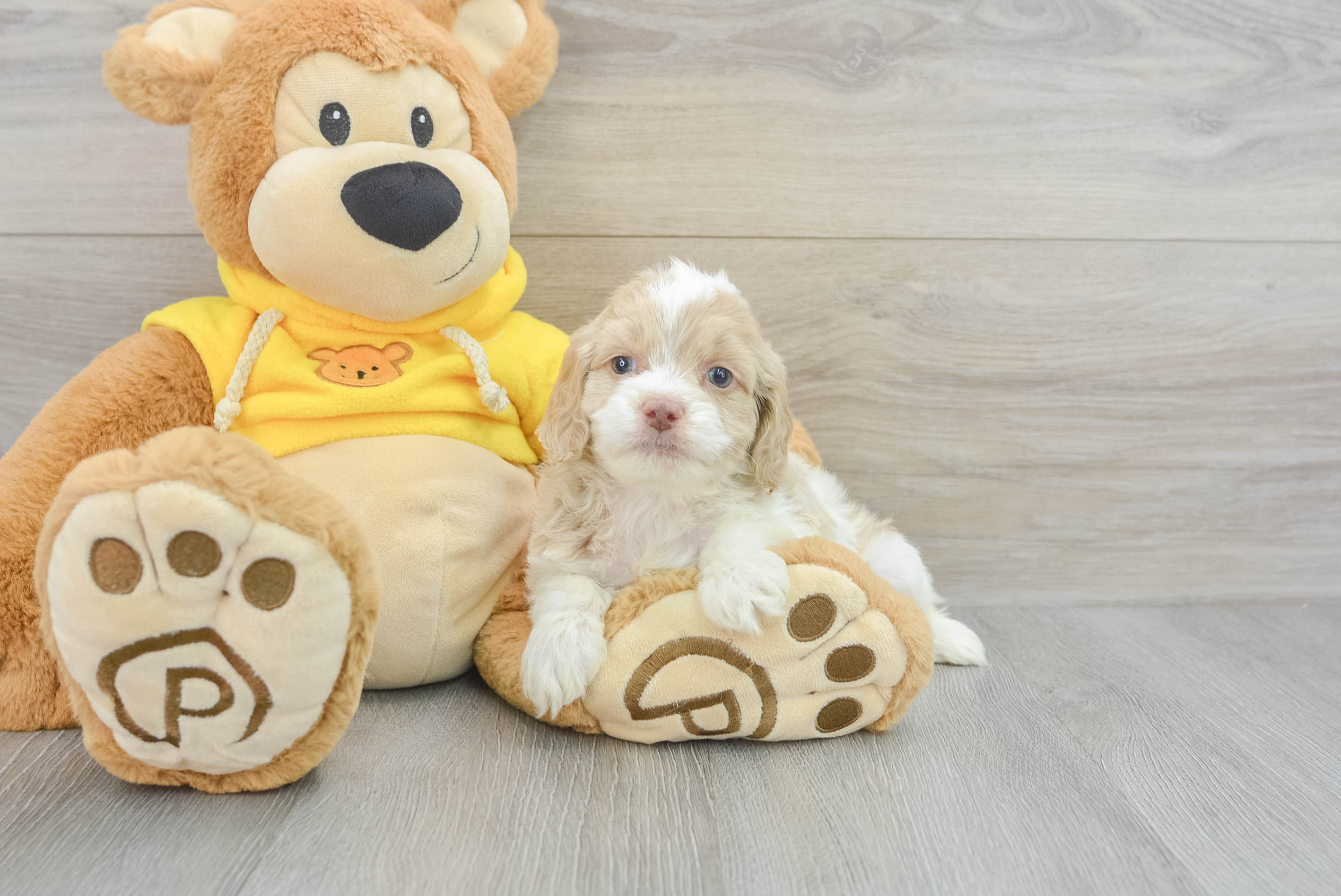 Sweet Cockapoo Baby