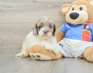 6 week old Cockapoo Puppy For Sale - Lone Star Pups