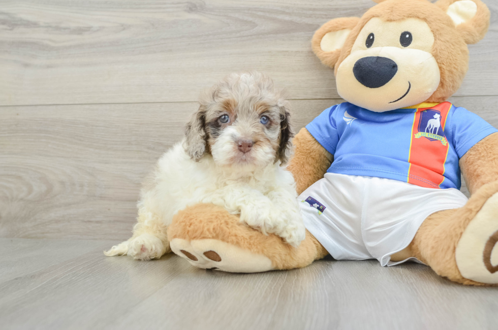 5 week old Cockapoo Puppy For Sale - Lone Star Pups