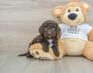7 week old Cockapoo Puppy For Sale - Lone Star Pups