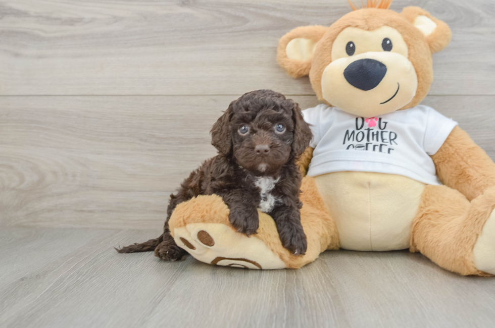 5 week old Cockapoo Puppy For Sale - Lone Star Pups