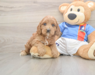 7 week old Cockapoo Puppy For Sale - Lone Star Pups