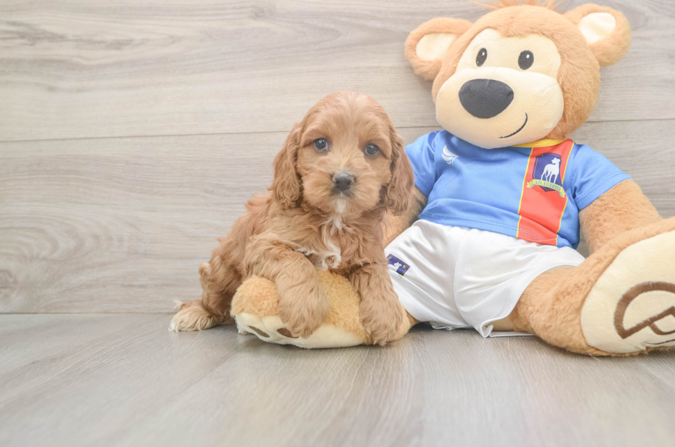 5 week old Cockapoo Puppy For Sale - Lone Star Pups